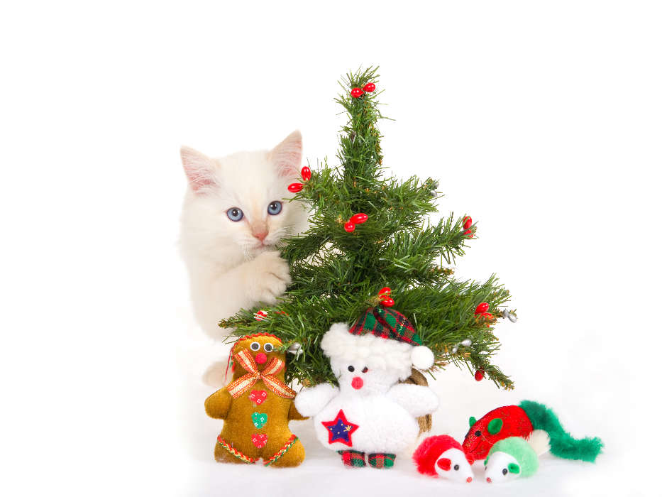 Vacaciones,Animales,Gatos,Año Nuevo,Navidad
