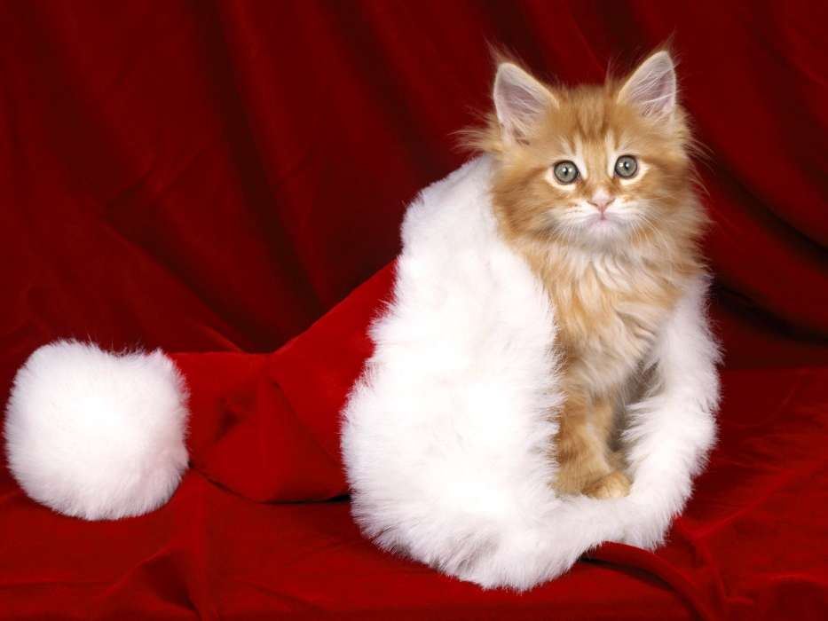 Animales,Gatos,Año Nuevo,Navidad