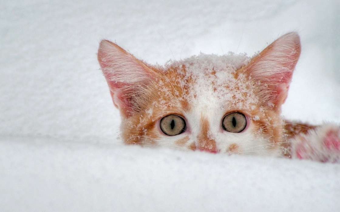 Animales,Gatos,Nieve