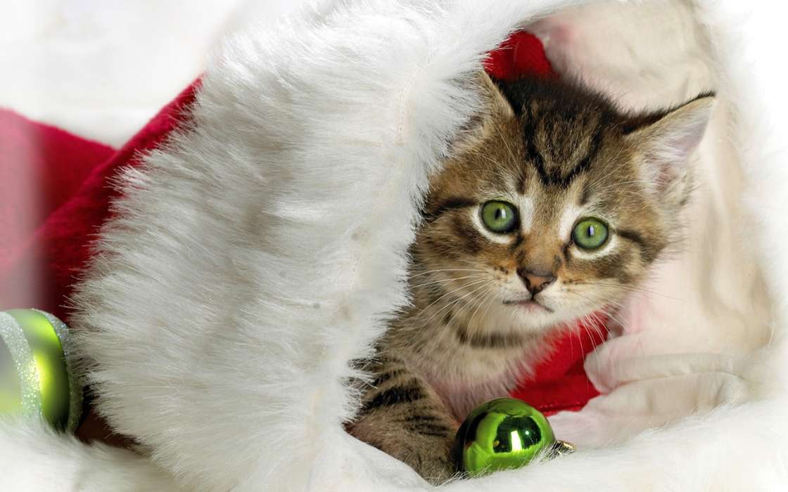 Vacaciones,Animales,Gatos,Año Nuevo,Navidad