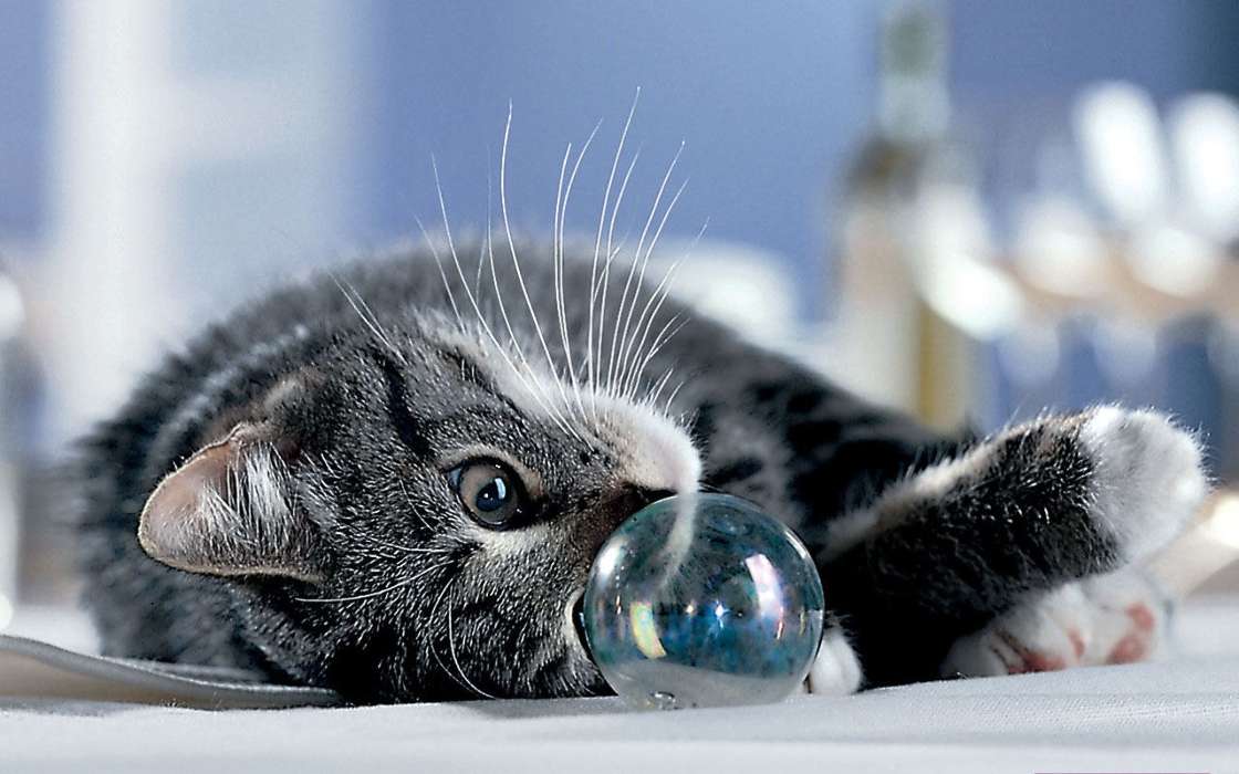 Animales,Gatos,Bubbles