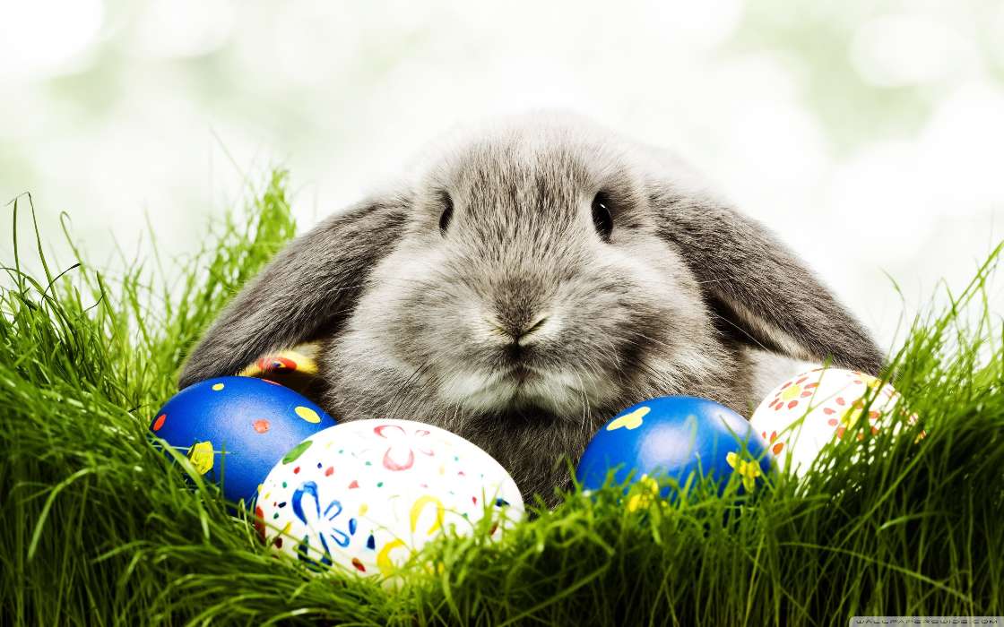 Vacaciones,Animales,Pascua,Conejos