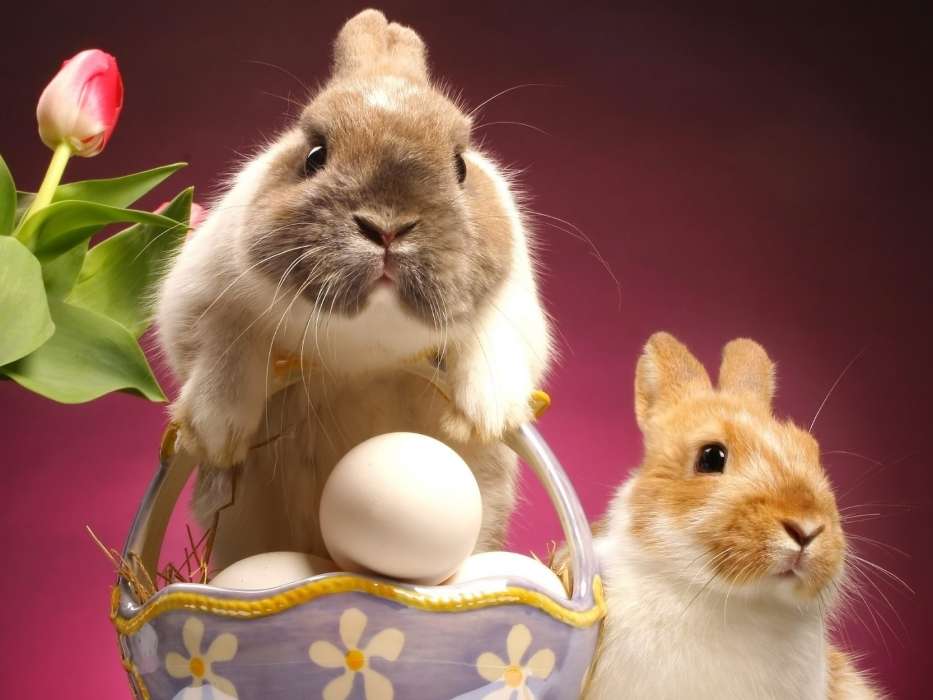 Conejos,Pascua,Vacaciones,Animales