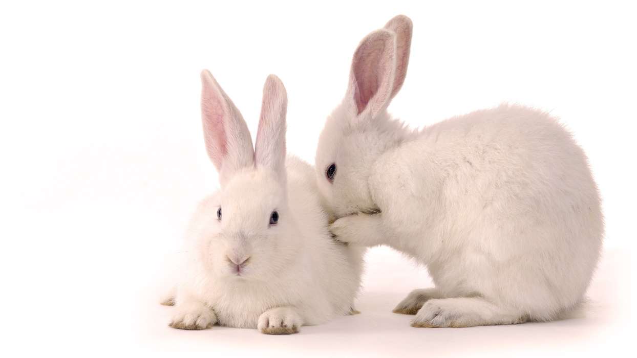 Animales,Conejos