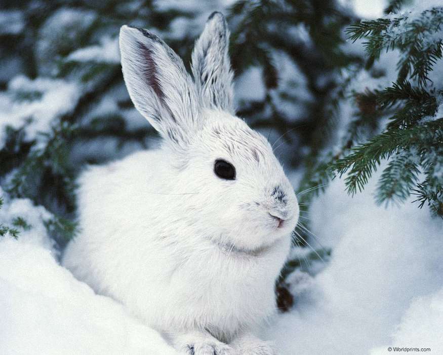 Animales,Invierno,Conejos