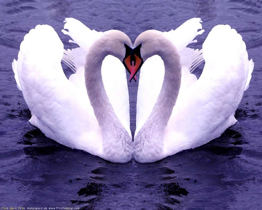 Animales,Birds,Corazones,Cisnes,Amor,Día de San Valentín