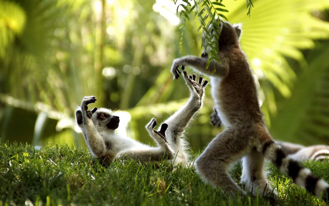 Lemures,Animales