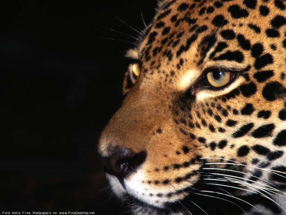 Animales,Leopardos