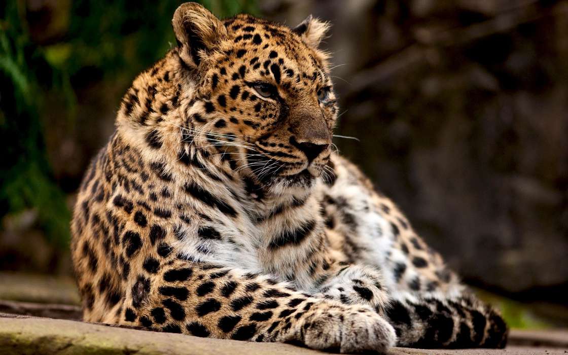 Leopardos,Animales