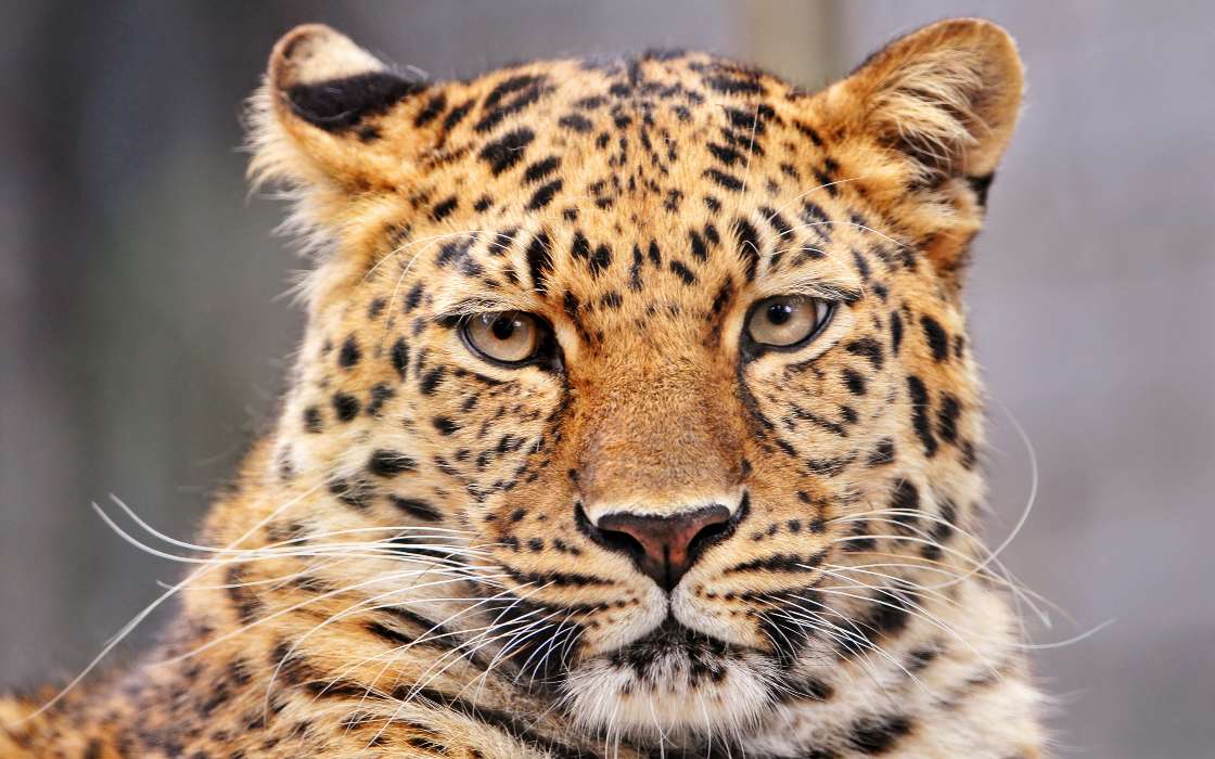 Leopardos,Animales
