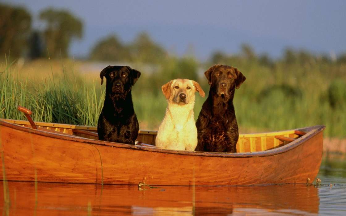 Barcos,Perros,Animales
