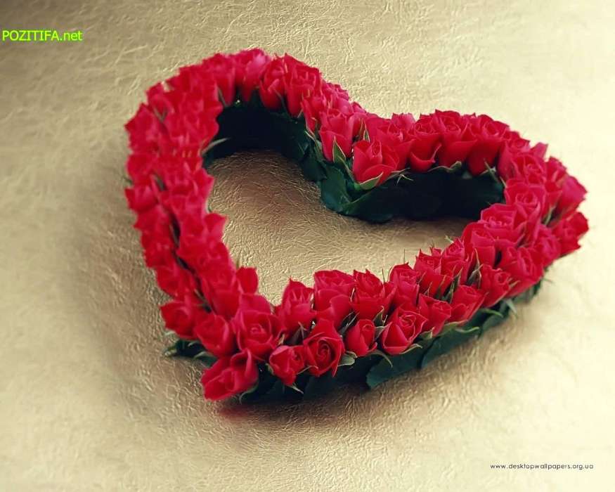 Plantas,Roses,Corazones,Amor,Día de San Valentín,Postales