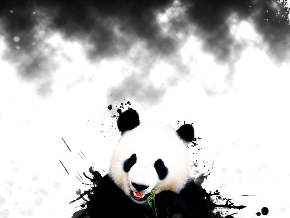 Animales,Bears,Pandas