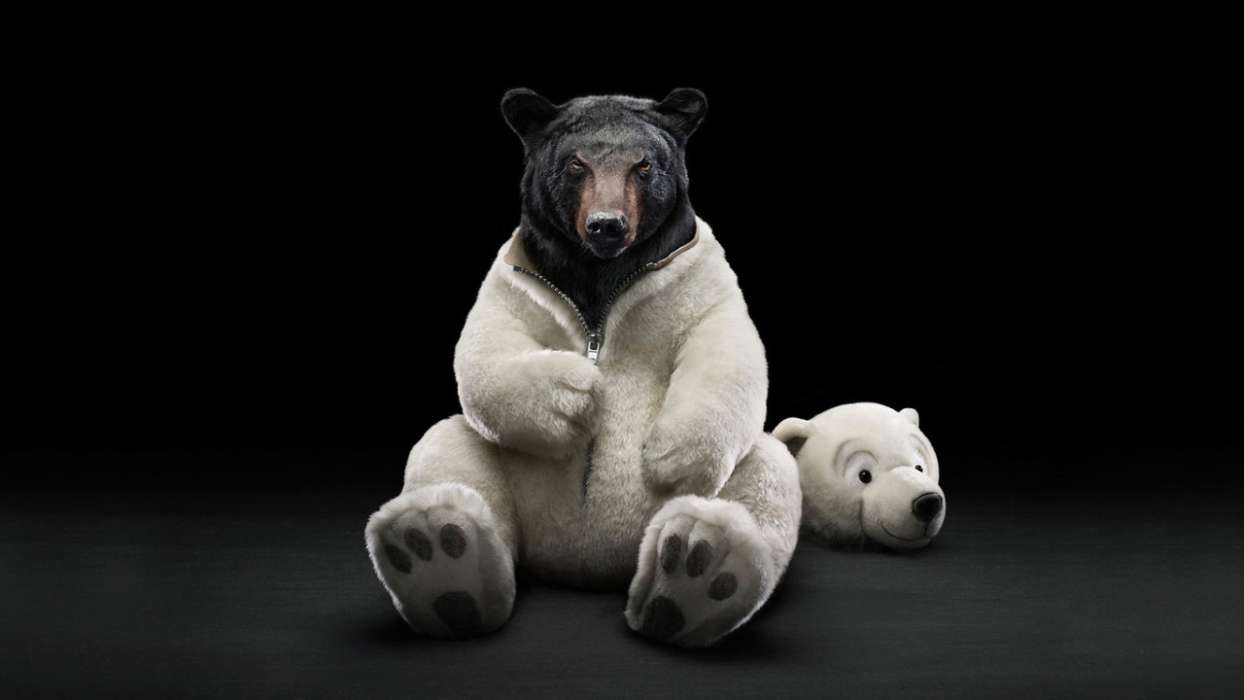 Bears,Divertido,Animales