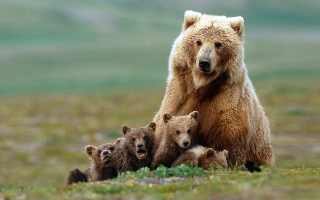 Bears,Animales