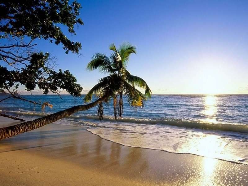 Mar,Palms,Paisaje,Playa