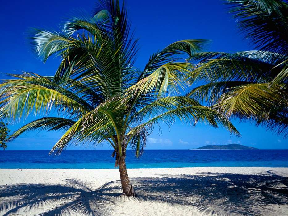 Mar,Palms,Paisaje,Playa