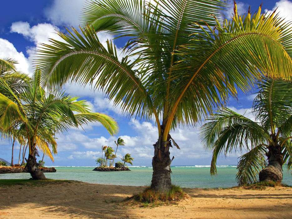 Mar,Palms,Paisaje,Playa,Naturaleza