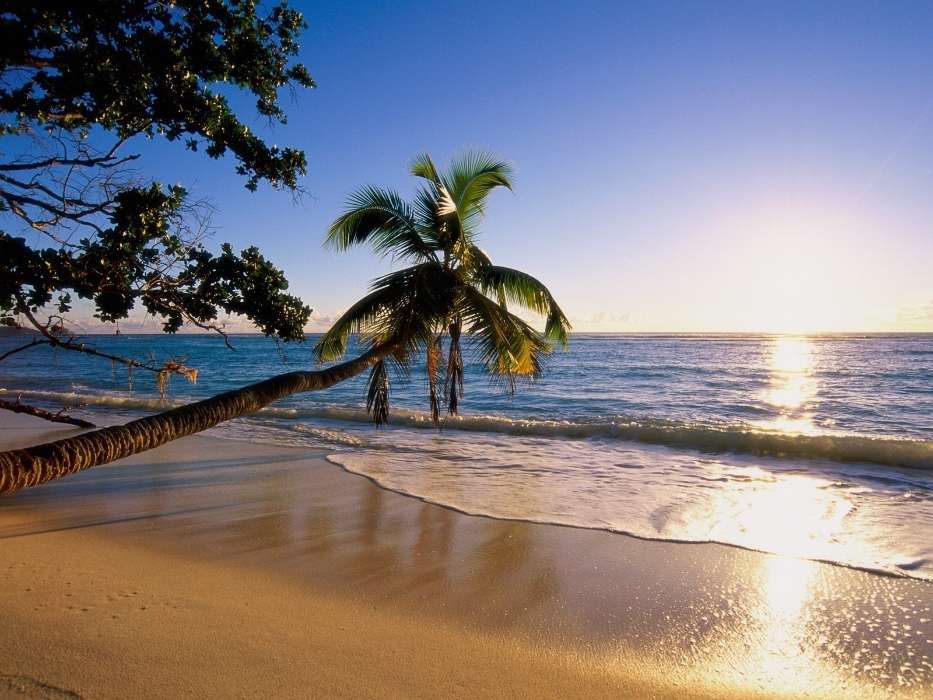 Paisaje,Mar,Sol,Playa,Palms