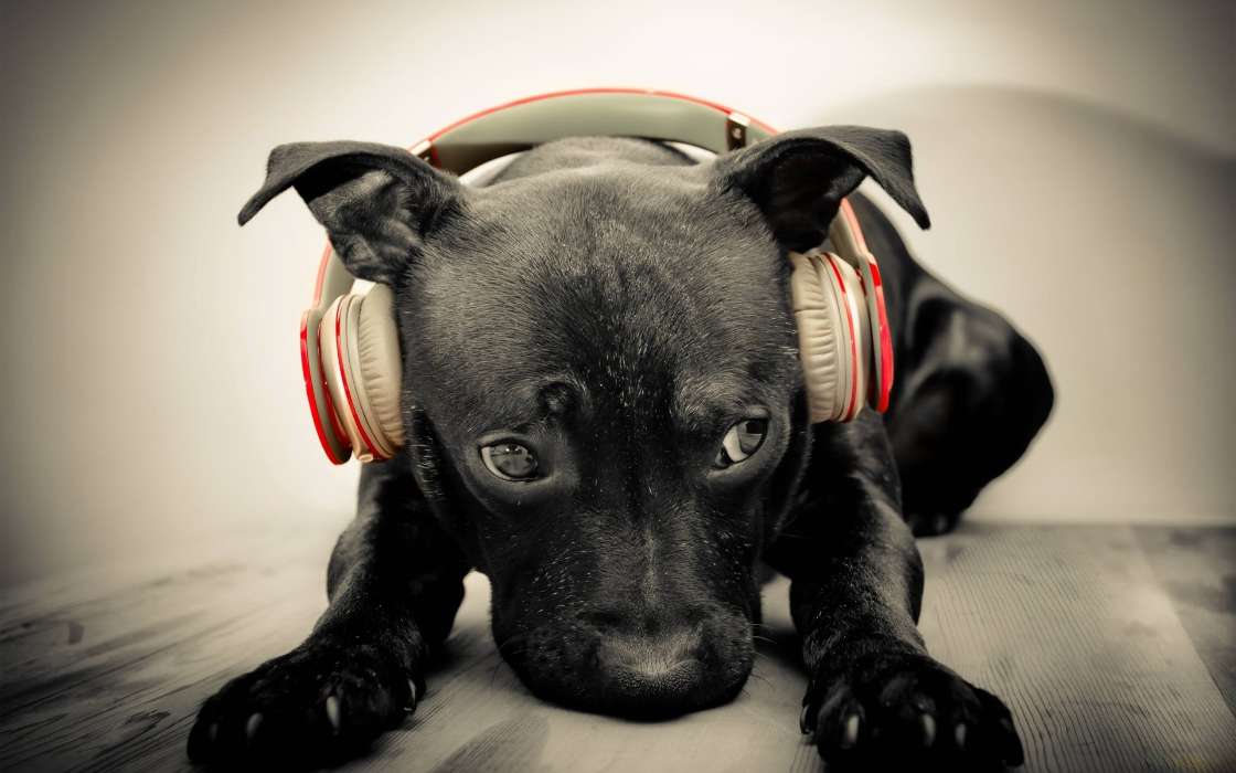 Música,Perros,Animales