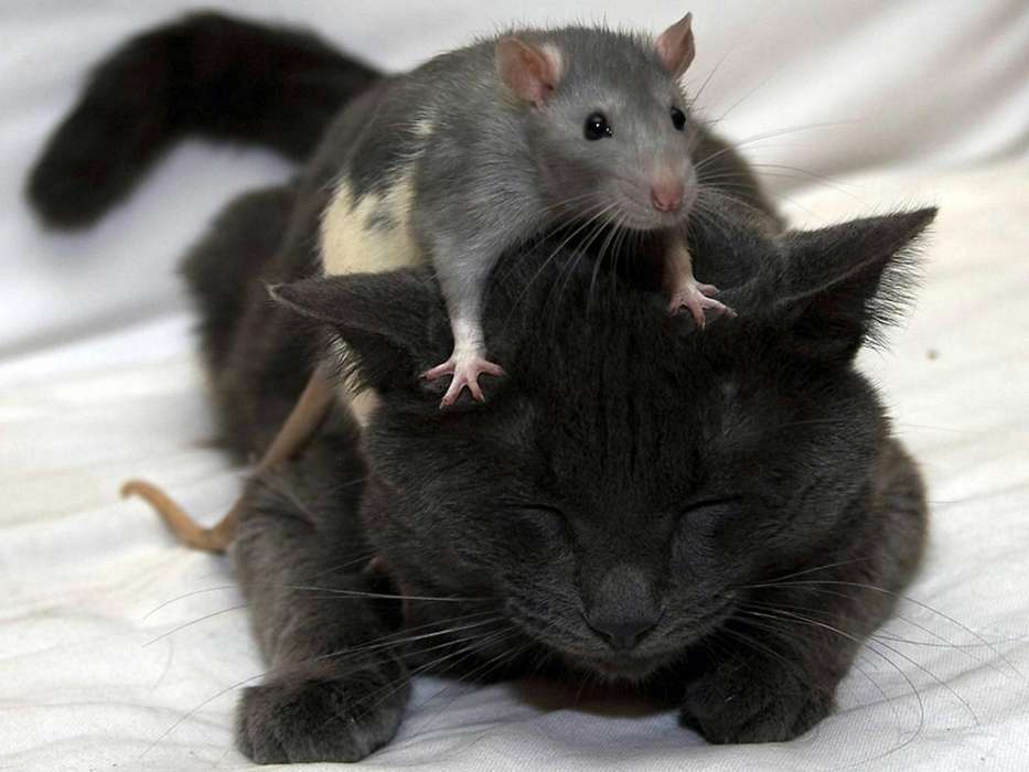 Ratones,Animales