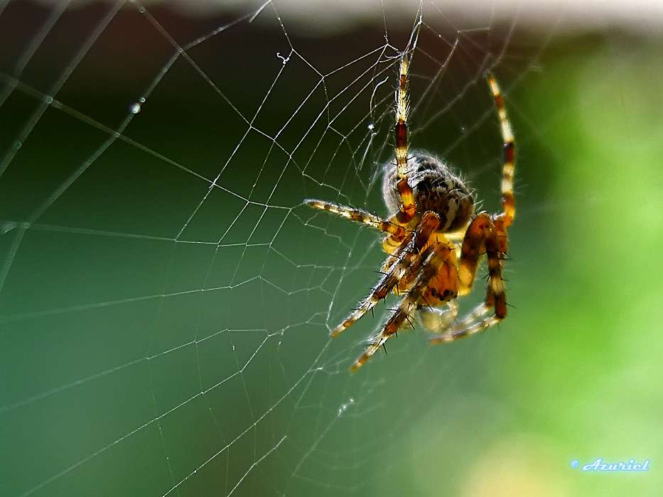 Insectos,Web,Spiders