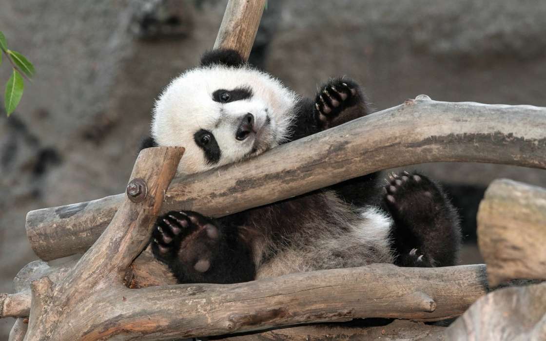 Animales,Pandas
