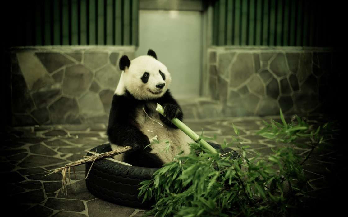 Animales,Pandas