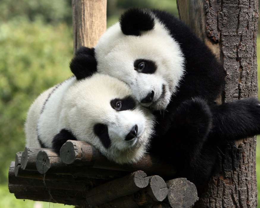 Pandas,Animales
