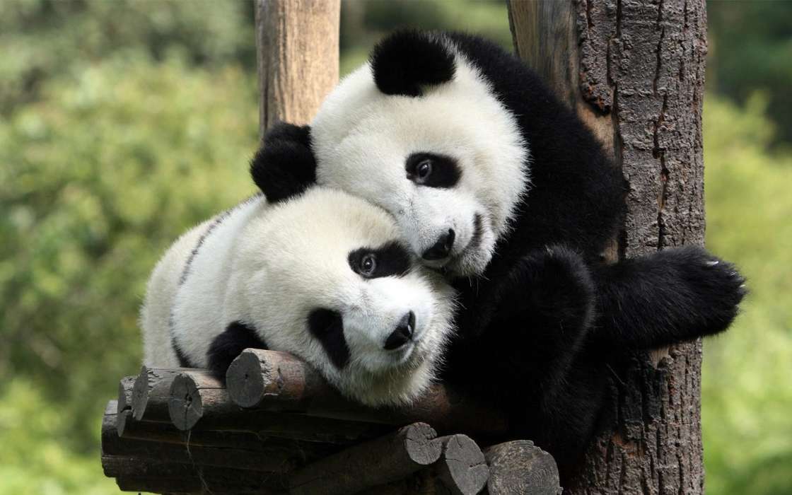 Pandas,Animales