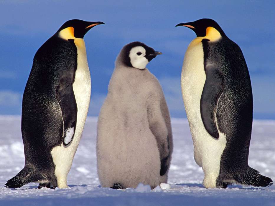 Animales,Invierno,Pingüinos