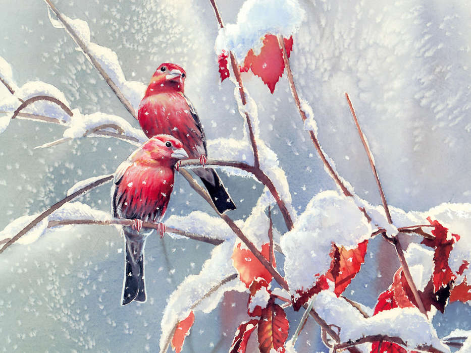 Animales,Invierno,Birds,Nieve,Imágenes