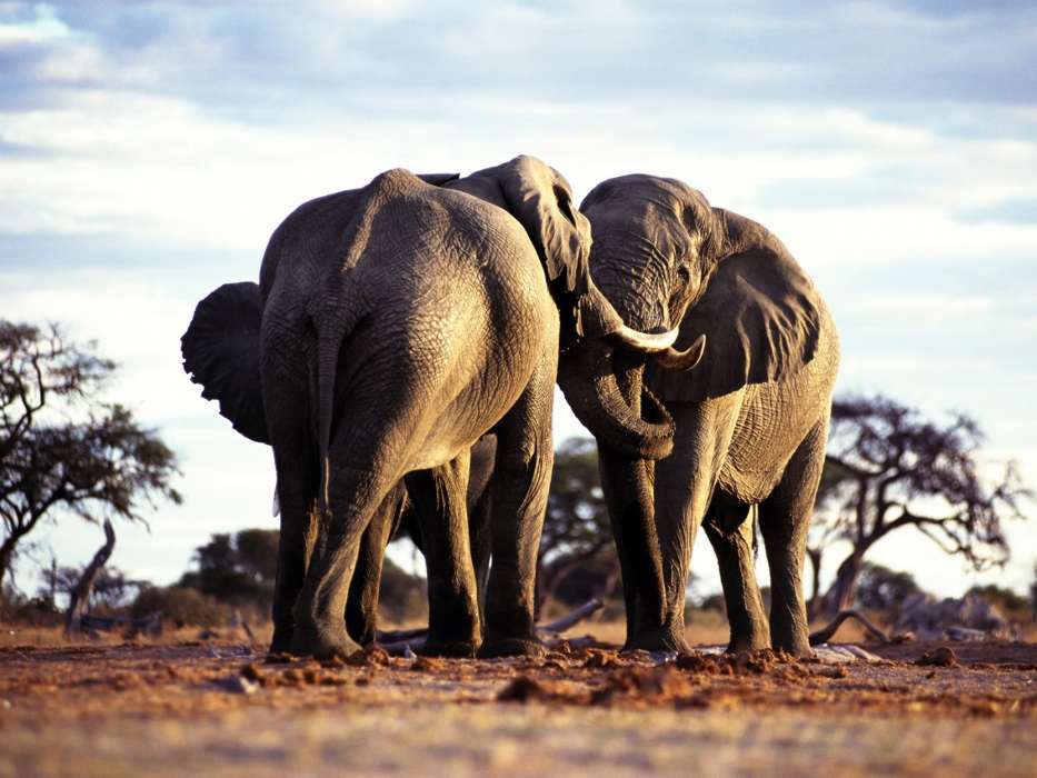 Elefantes,Animales