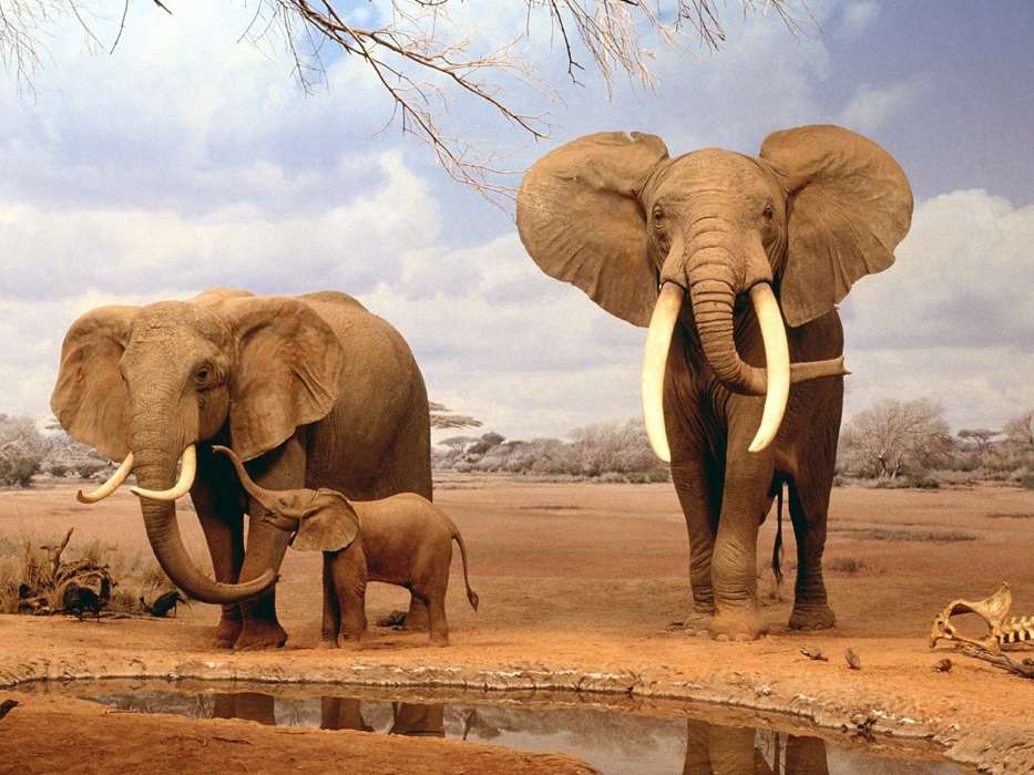 Elefantes,Animales