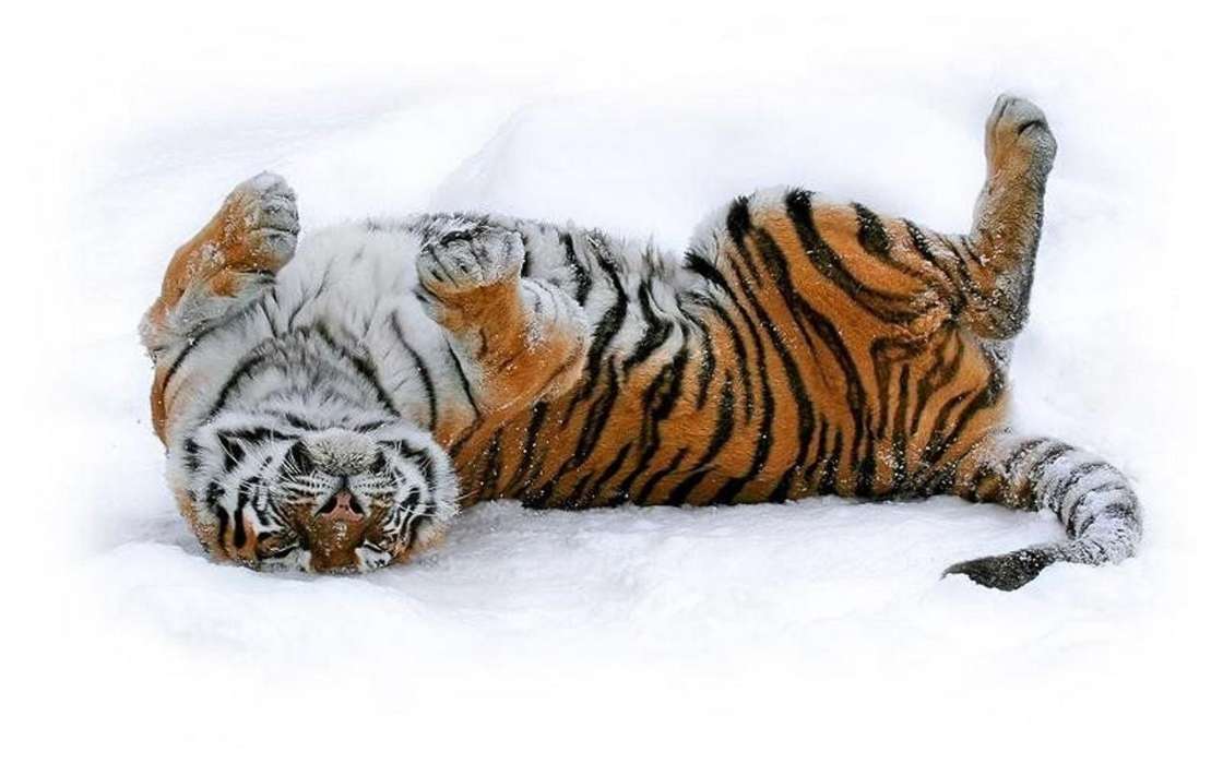 Animales,Invierno,Tigres,Nieve