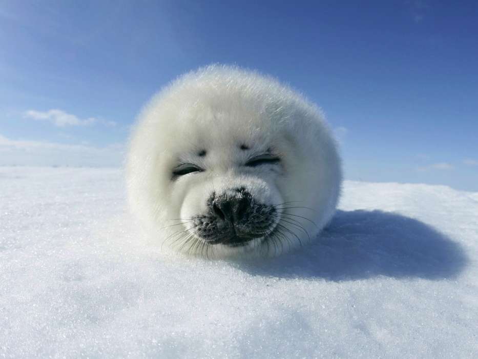 Animales,Nieve,Seals