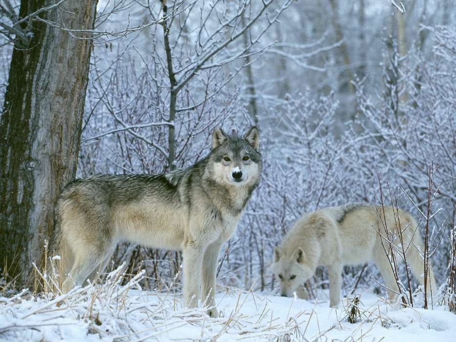 Animales,Lobos,Invierno,Nieve