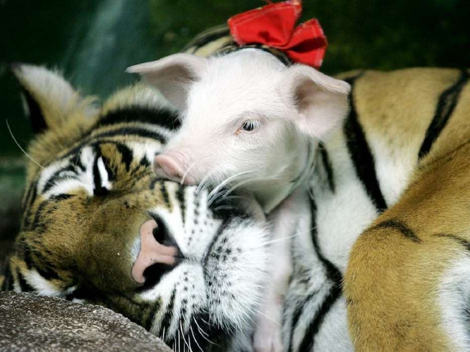 Pigs,Tigres,Animales