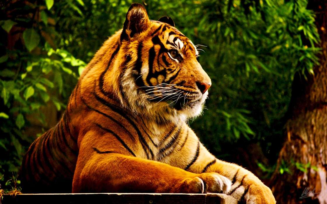 Animales,Tigres