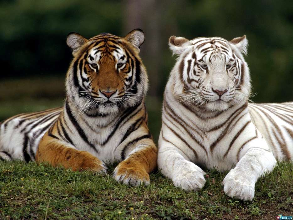 Animales,Tigres