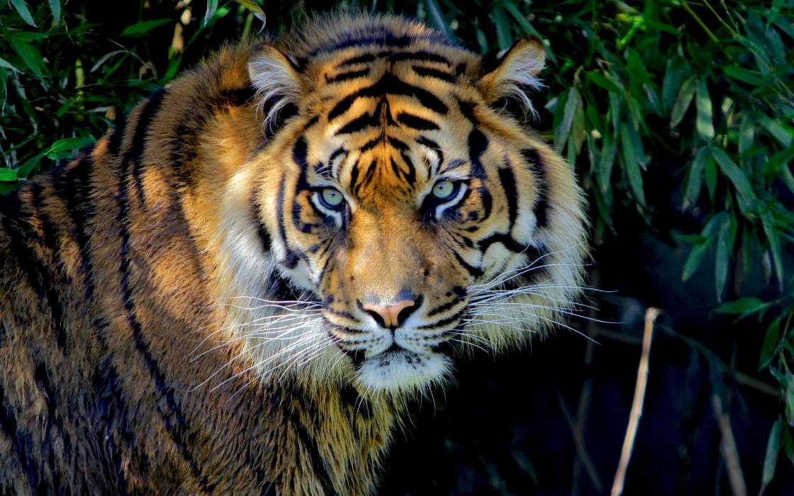 Tigres,Animales