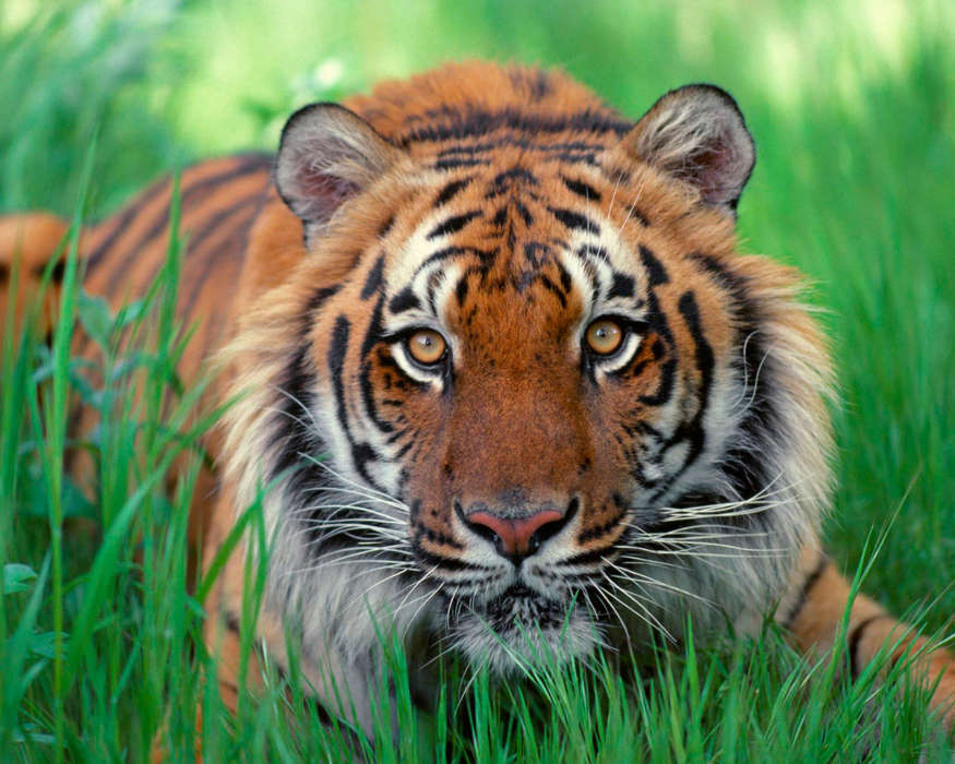 Tigres,Animales