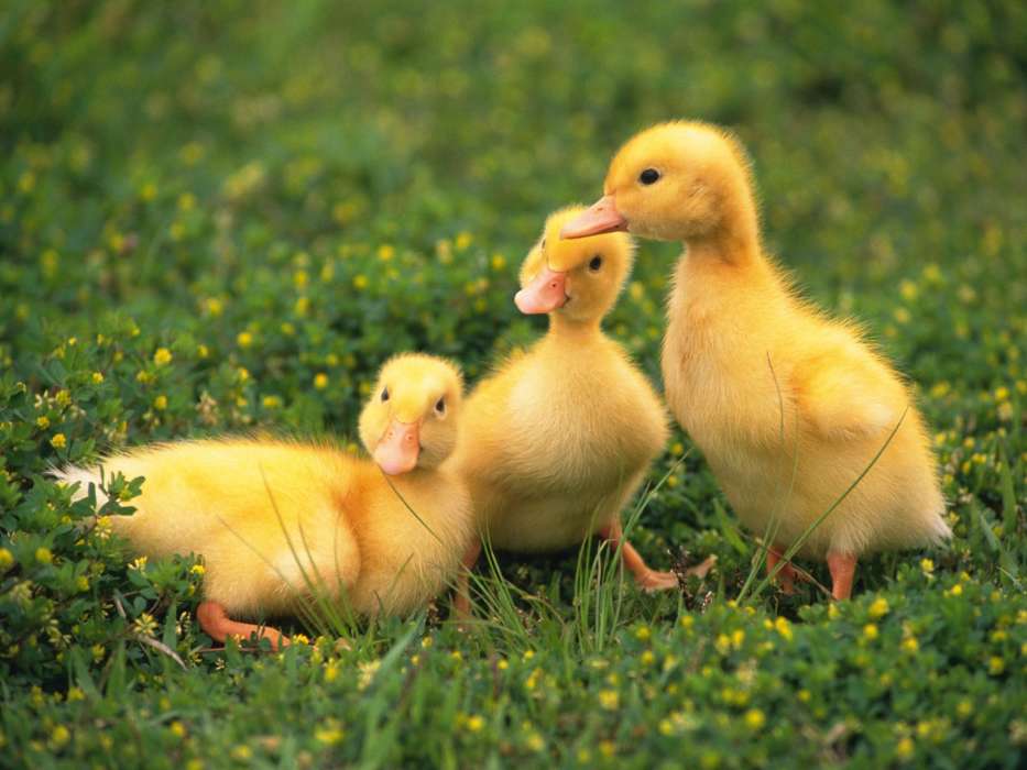 Ducks,Animales
