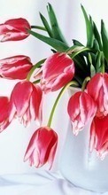 Descargar la imagen 1024x600 Plantas,Flores,Tulipanes,Bouquets,8 de marzo, Día de la Mujer para celular gratis.
