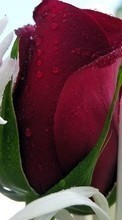 Descargar la imagen 128x160 Plantas,Flores,Roses,Postales,Drops,8 de marzo, Día de la Mujer para celular gratis.