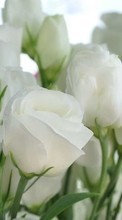 Descargar la imagen Vacaciones,Plantas,Flores,Roses,Postales,8 de marzo, Día de la Mujer para celular gratis.