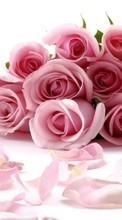 Descargar la imagen Vacaciones,Flores,Roses,Postales,8 de marzo, Día de la Mujer para celular gratis.