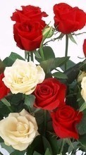 Descargar la imagen Plantas,Flores,Roses,Postales,8 de marzo, Día de la Mujer para celular gratis.