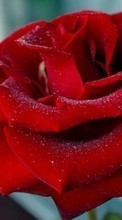 Descargar la imagen 360x640 Plantas,Flores,Roses,Postales,8 de marzo, Día de la Mujer para celular gratis.