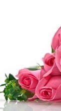 Descargar la imagen 1024x600 Vacaciones,Plantas,Flores,Roses,8 de marzo, Día de la Mujer para celular gratis.